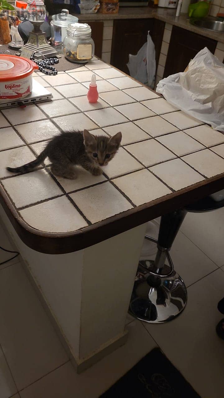 Kitten for adoption 3