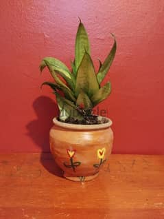 Dracaena trifasciata plant in clay pot