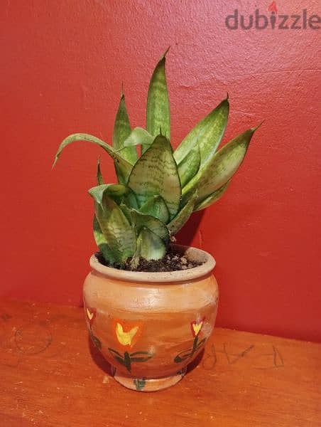 Dracaena trifasciata plant in clay pot 1