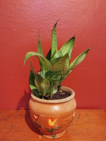 Dracaena trifasciata plant in clay pot 2