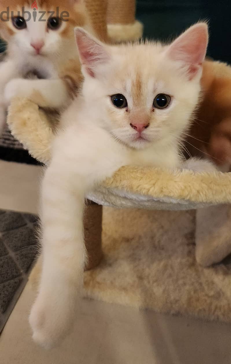 Kitten 3 Months Old 1