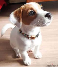 Jack Russell Puppy 0