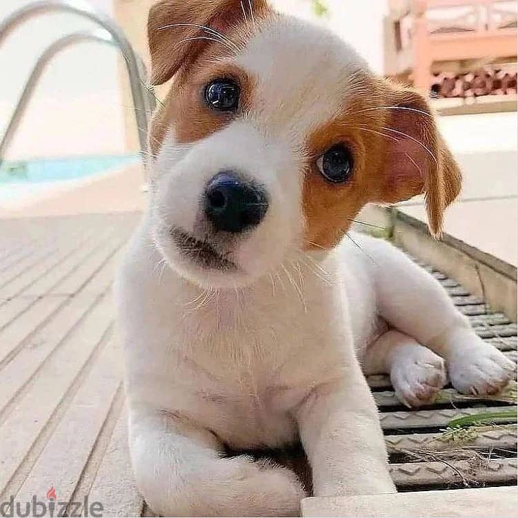 Jack Russell Puppy 1