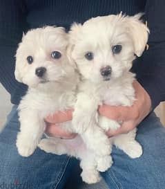 small Maltese puppies 0