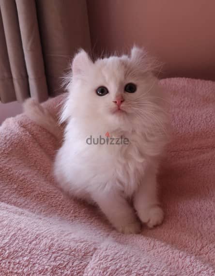 Whatsapp me +96555207281 American Curl kittens for sale 1