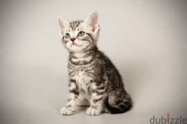 Whatsapp me +96555207281 American Shorthair kittens for sale
