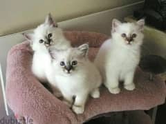 Whatsapp me +96555207281 Birman kittens for sale