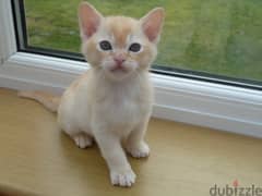 Whatsapp me +96555207281 Burmese kittens for sale 0