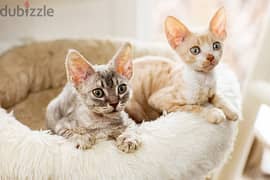 Whatsapp me +96555207281 Cornish Rex kittens for sale