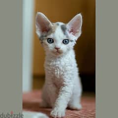 Whatsapp me +96555207281 Devon Rex kittens for sale 0