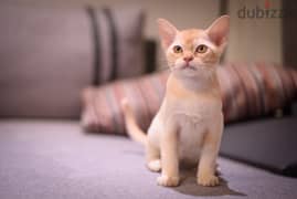 Whatsapp me +96555207281 European Burmese kittens for sale 0