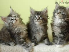 whatsapp me +96555207281 Maine Coon kittens for sale 0