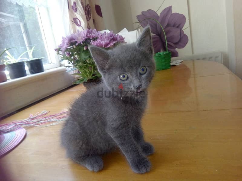 Whatsapp me +96555207281 Russian Blue kittens for sale 1
