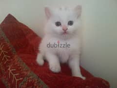 Whatsapp me +96555207281 Turkish Angora kittens for sale 0