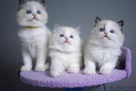 Whatsapp me +96555207281 Vaccinated Ragdoll kittens for sale