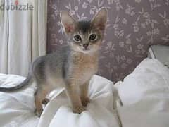 Whatsapp me  +96555207281 Singapura kittens for sale