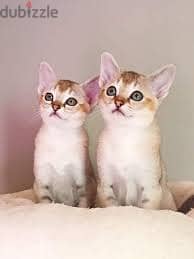 Whatsapp me  +96555207281 Singapura kittens for sale 1