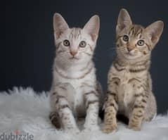 Whatsapp me +96555207281 Ocicat kittens for sale 0