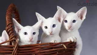 whatsapp me +96555207281 Oriental kittens for sale