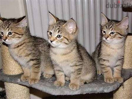 Whatsapp me +96555207281 Pixiebob kittens for sale 0