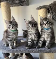 Whatsapp me (+972 55507 4990) Maine Coon Cats
