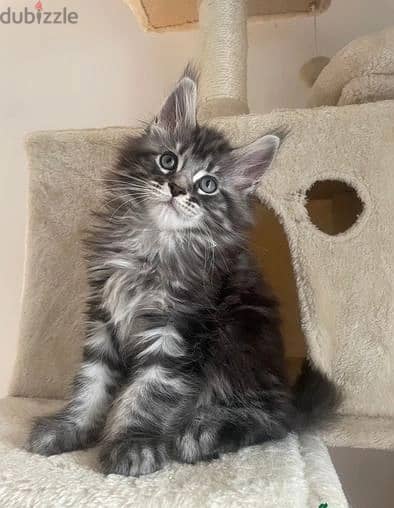 Whatsapp me (+972 55507 4990) Maine Coon Cats 1
