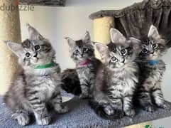 Whatsapp me (+972 55507 4990) Maine Coon Cats 0