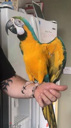 Whatsapp me +96555207281 well trained Blue and Gold macaw parrots