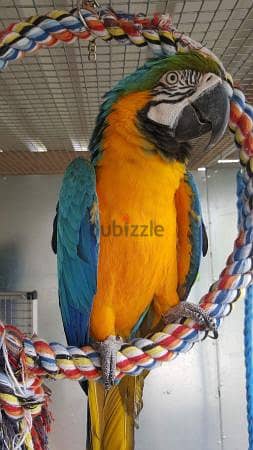 Whatsapp me +96555207281 well trained Blue and Gold macaw parrots 1