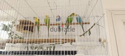 5 love birds good condition healthy with cage