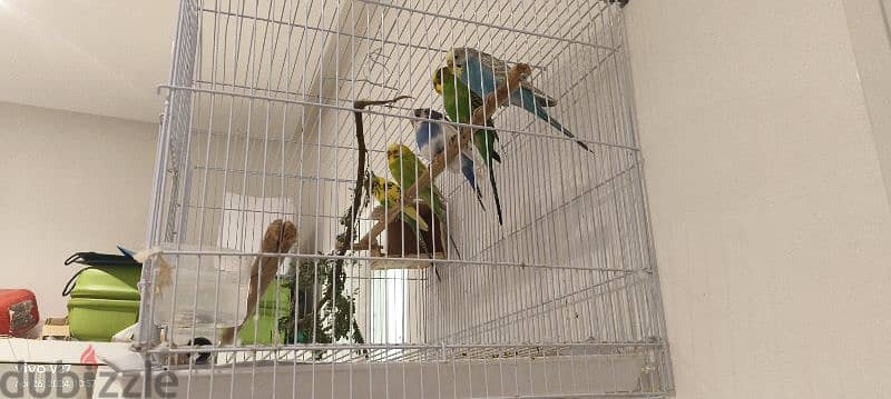 5 love birds good condition healthy with cage 1