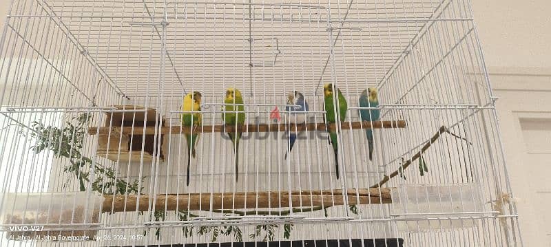 5 love birds good condition healthy with cage 2
