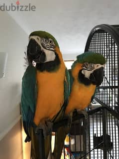 Whatsapp me +96555207281 Talking Blue and Gold macaw parrots 0
