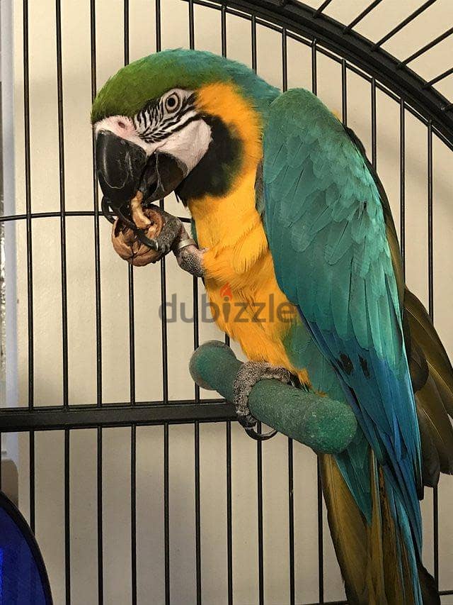 Whatsapp me +96555207281 Talking Blue and Gold macaw parrots 1