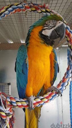 Whatsapp me +96555207281 Talking Blue and Gold macaw parrots 2