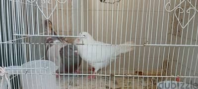 big pigeon male and female  for sale