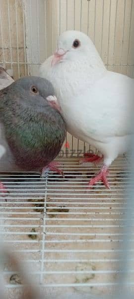 big pigeon male and female  for sale 1