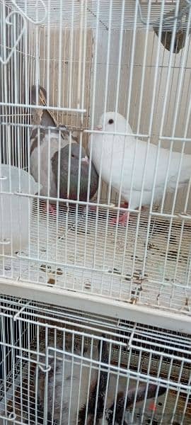 big pigeon male and female  for sale 2
