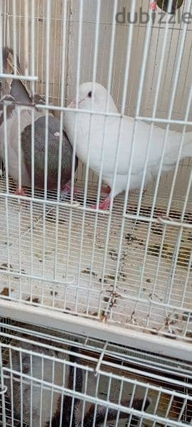 big pigeon male and female  for sale 3