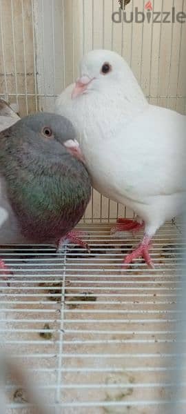 big pigeon male and female  for sale 4
