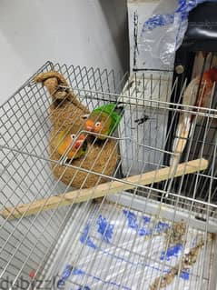 green fisher african love bird with cage for sale 0
