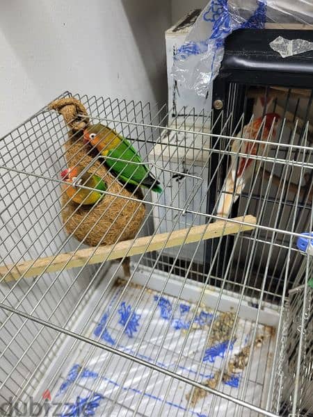 green fisher african love bird with cage for sale 1