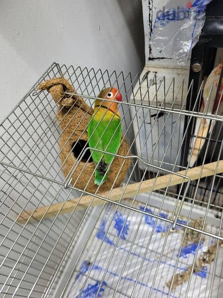 green fisher african love bird with cage for sale 2