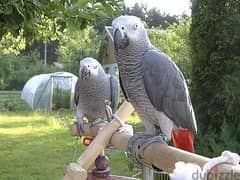 Whatsapp me  +96555207281 African Grey parrots for sale 0