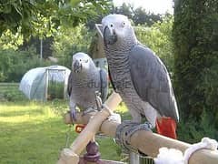 Whatsapp me +96555207281 Talking African grey parrots for sale