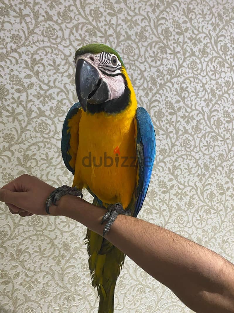Whatsapp me +96555207281 Healthy Blue and GoldMacaw parrots 1
