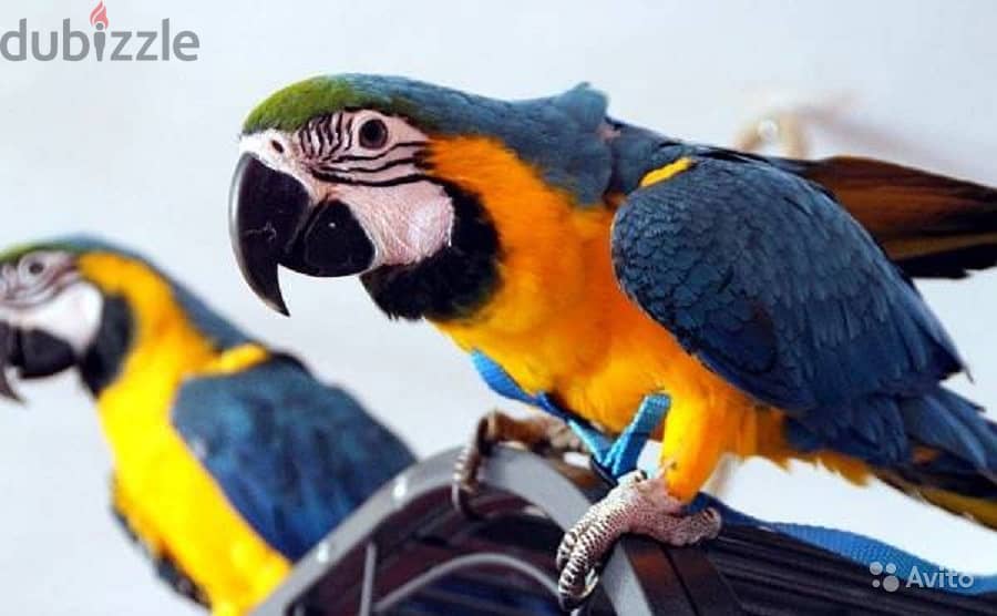 Whatsapp me +96555207281 Amazing Blue and Gold macaw parrots for sale 1