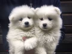 Whatsapp me +96555207281 Samoyed puppiesfor sale