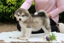 Whatsapp me +96555207281 Alaskan Malamute puppies for sale