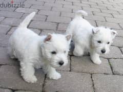 Whatsapp me +96555207281 West Highland White Terrier puppies